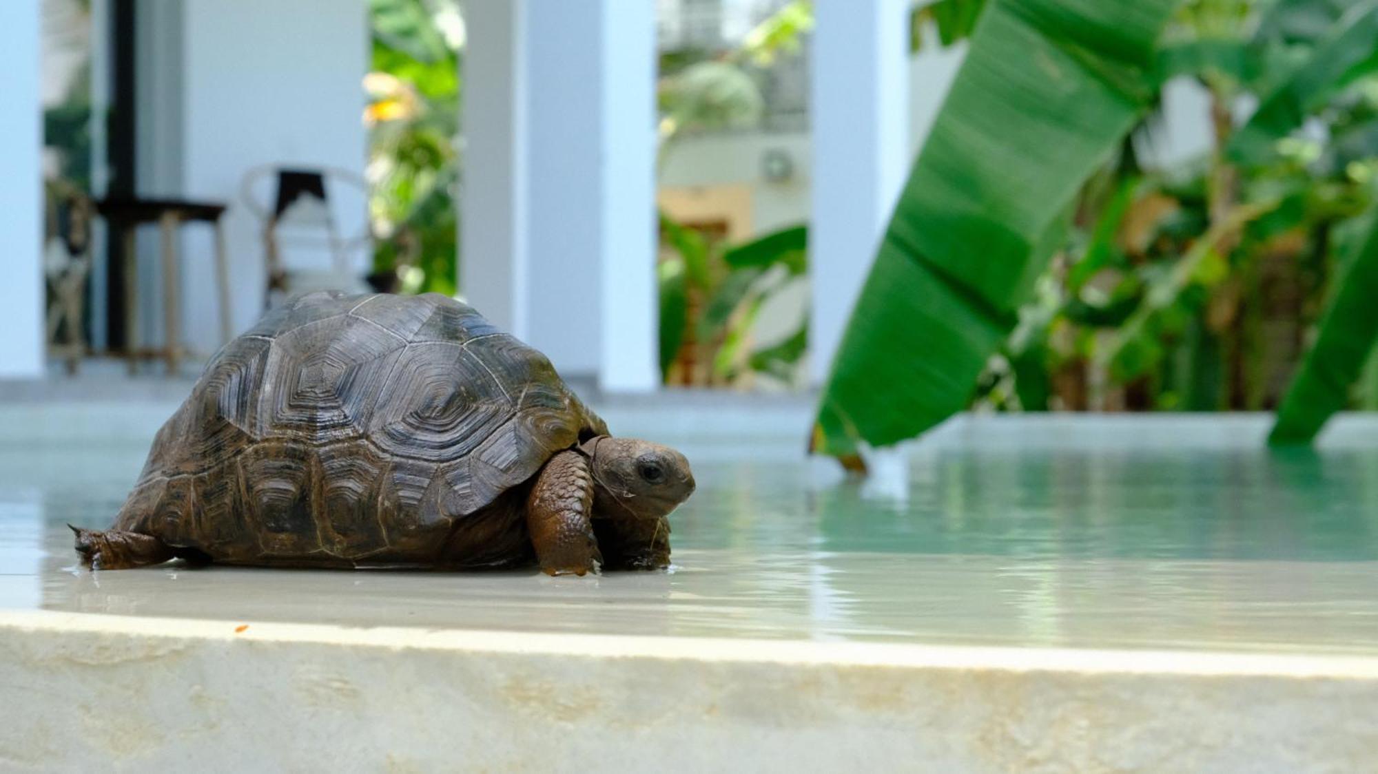 Kobe House Bed & Breakfast Jambiani  Ngoại thất bức ảnh