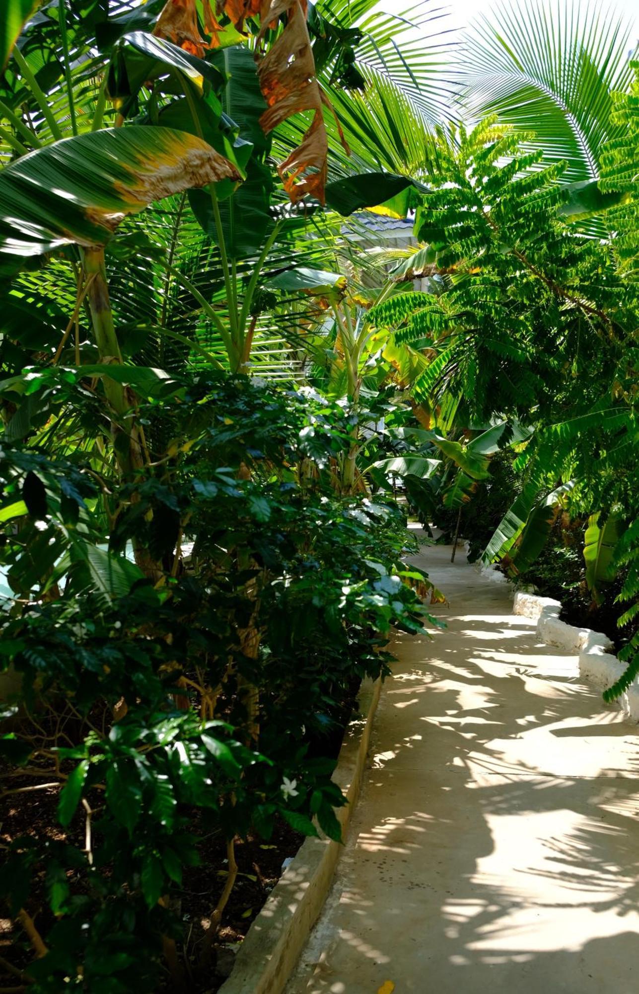 Kobe House Bed & Breakfast Jambiani  Ngoại thất bức ảnh